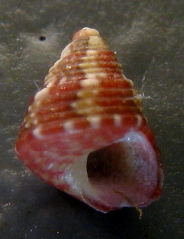 Tenerife, Canarie - Famiglia Trochidae